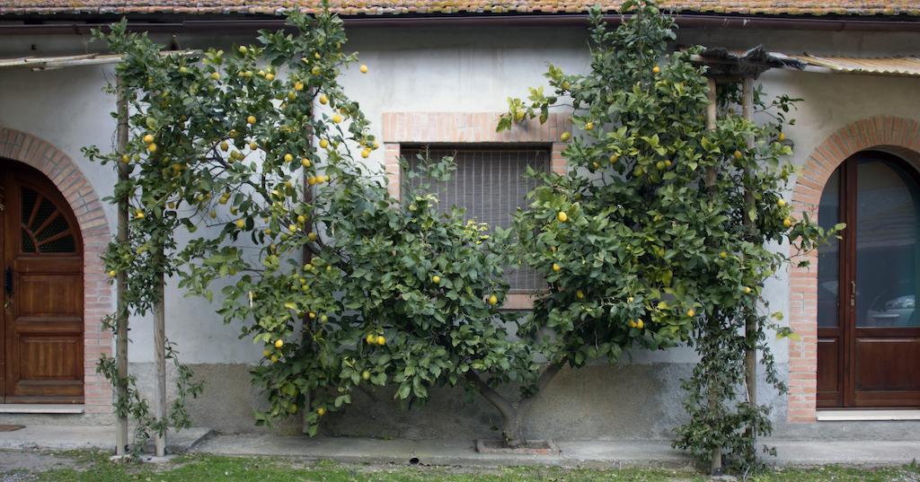Agriturismo Monte Alzato Capalbio Cameră foto